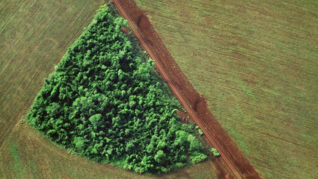 Un grupo de árboles en una zona deforestada / EP