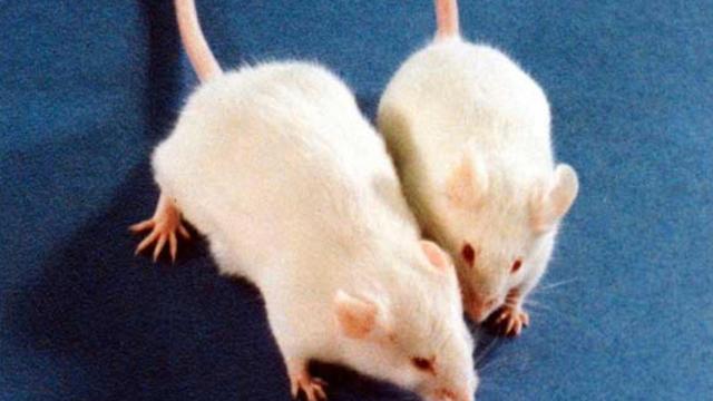 Dos ratones blancos, como los que soltó la mujer en la empresa que no la contrató