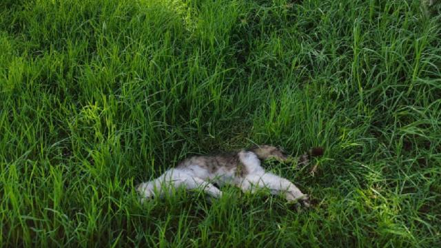 Uno de los gatos que resultó herido a causa de la quema controlada del Prat / CEDIDA