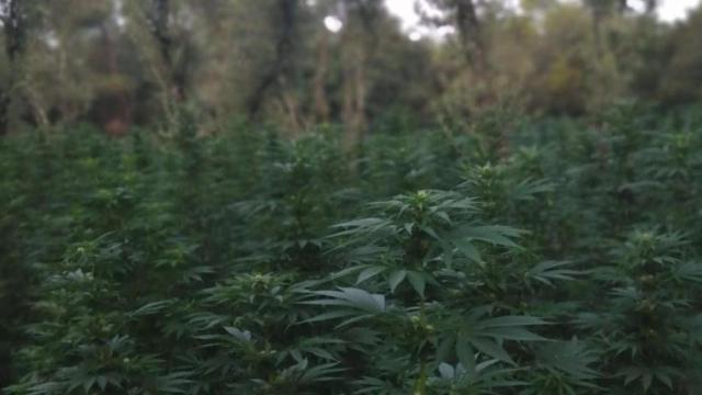 Una plantación de marihuana al aire libre, en una imagen de archivo / MOSSOS