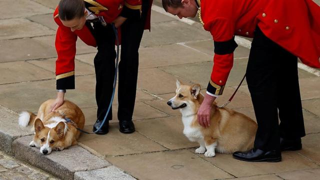 Los corgis de Isabel II en su funeral / EP