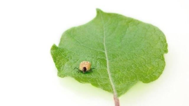 Garrapata sobre una hoja / Pixabay