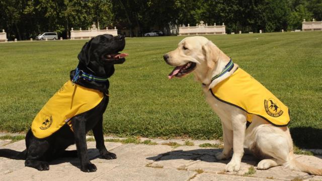 Perros guía, como los que este sábado se han bañado con sus dueños en el Aquapark de La Roca del Vallès / EUROPA PRESS
