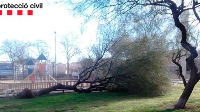 Un árbol caído en un parque de Barcelona / PROTECCIÓN CIVIL