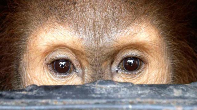 Tráfico ilegal de un chimpancé / CG