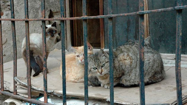 Los tres gatos que se salvaron de la infección tras consumir carne cruda caducada del vecino / EP