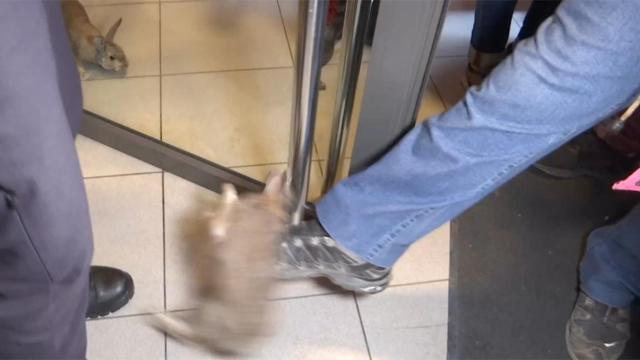 Agricultores patean a conejos en una protesta por la plaga que sufren / TV3