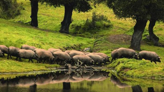 Cerdos ibéricos de bellota en una de las explotaciones de Cárnicas Joselito / JOSELITO