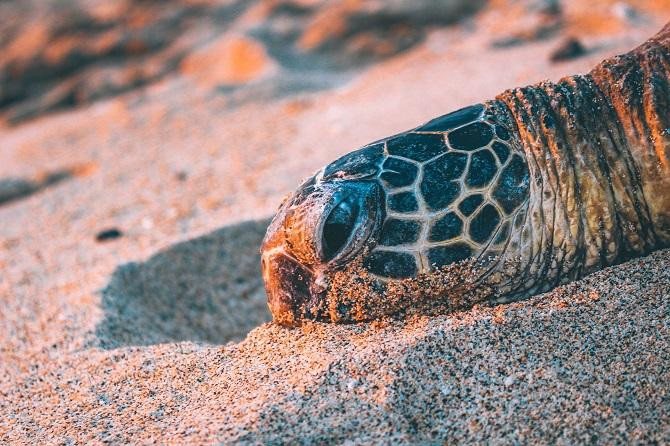 Una tortuga / Nathan harper EN UNSPLASH