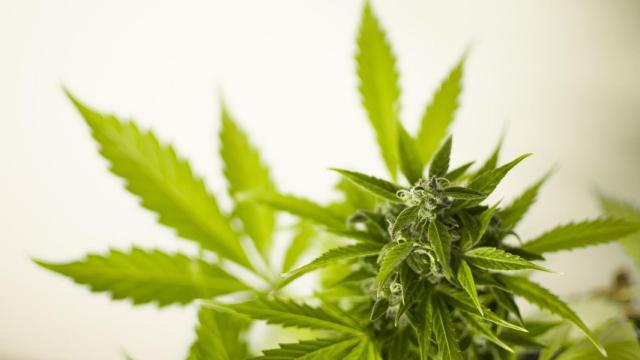 Detalle de una planta de marihuana