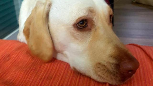 Un perro asustado en casa por la pirotecnia de Sant Joan / EP