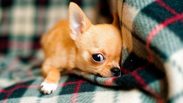 Perro chihuahua, la raza preferida / PIXABAY