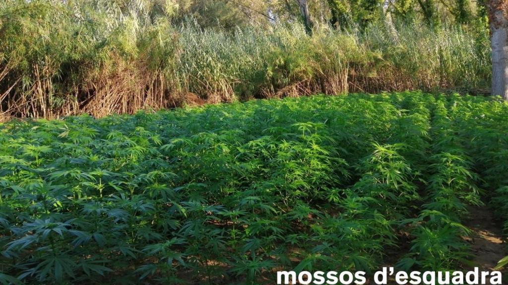 Una plantación ilegal de marihuana en Girona / EP