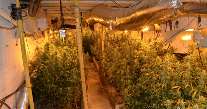 Plantación de marihuana que los Mossos d'Esquadra han desarticulado en Girona / MOSSOS