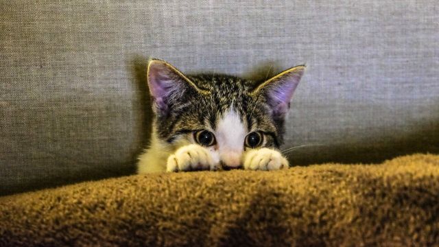 Un hombre mata a un gato y le piden (sólo) nueve meses de cárcel