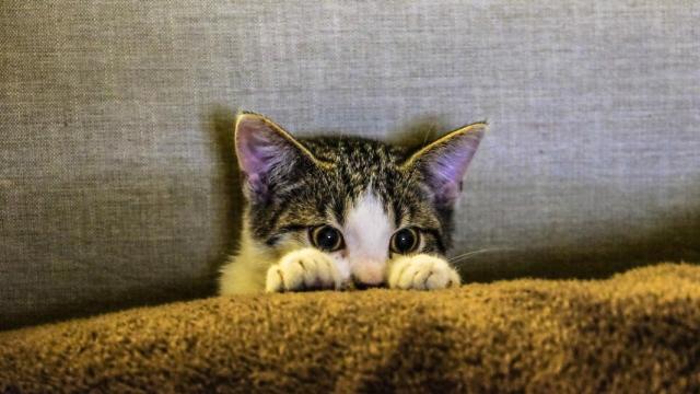 Un hombre mata a un gato y le piden (sólo) nueve meses de cárcel