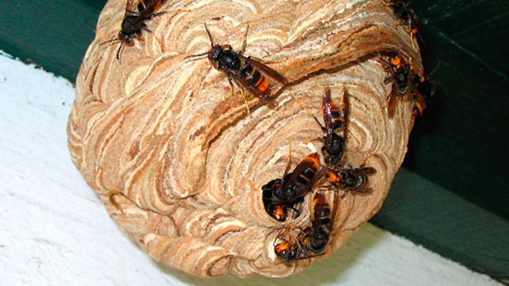 Rusc de vespes asiàtiques