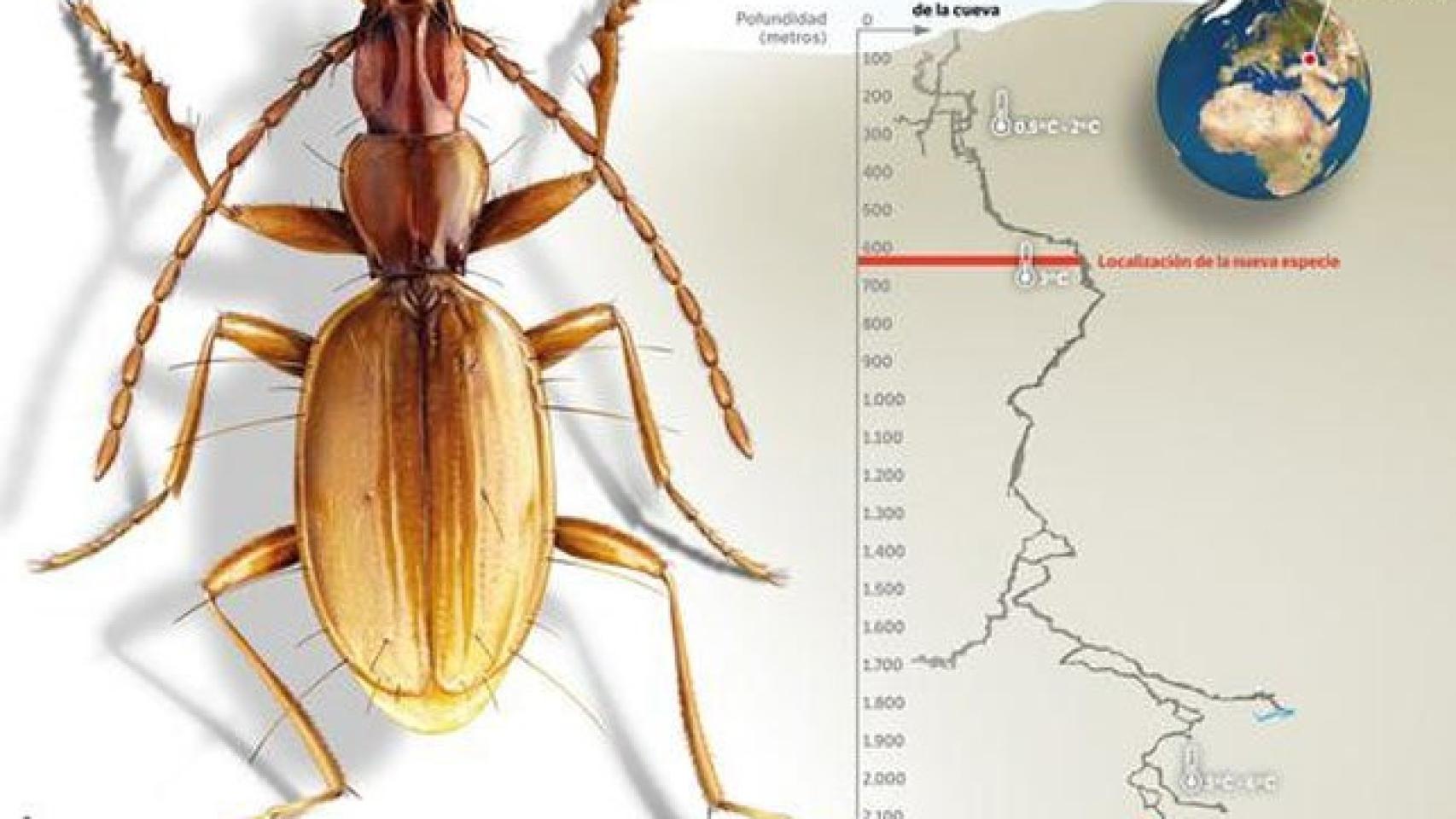 Ilustración de Duvalius abyssimus