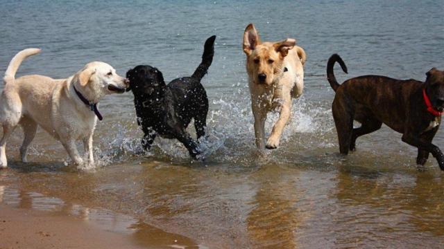 Una foto de archivo de perros en la playa