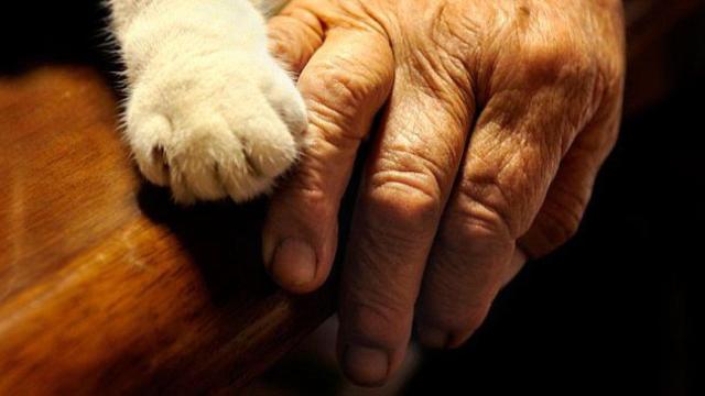 La mano de una anciana con la pata de su gato / CG
