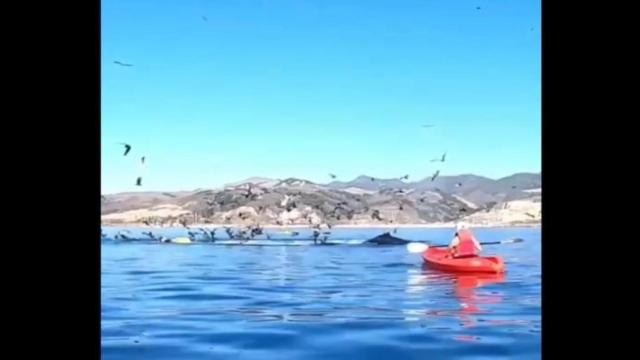 Varios piragüistas en medio del océano / TWITTER