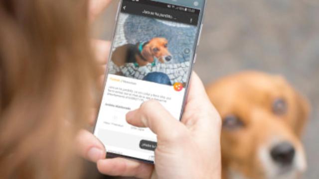 Welppy, la 'app' para localizar a mascotas perdidas