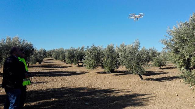 Agricultura de precisión en un olivar de Jaén, Andalucía / EP