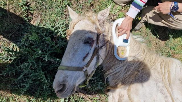 La muerte de un caballo abre debate sobre el mercado negro de mascotas en Internet / @arre_horse_shelter