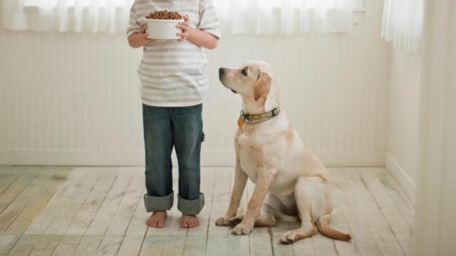 El pienso que mejor se adapta a tu perro en oferta / ARCHIVO