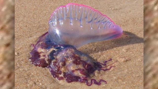 Una carabela portuguesa en una playa