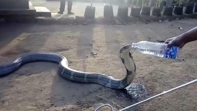 La cobra pide agua a uno de los hombres