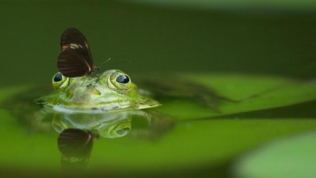 Una rana, uno de los animales que hibernan / PIXABAY