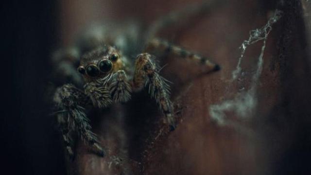 Imagen ilustrativa de una araña / CG