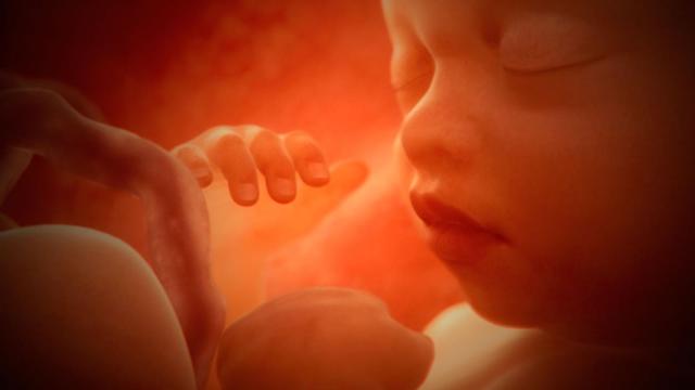 Bebé en el interior del útero de la madre