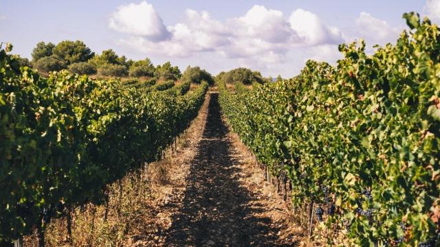 Un típico cultivo de cava del Alt Penedès / DO CAVA - EUROPA PRESS