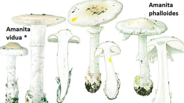 La nueva especie de seta mortal descubierta en España, la 'Amanita vidua' / UNIVERSIDAD DE ALCALÁ