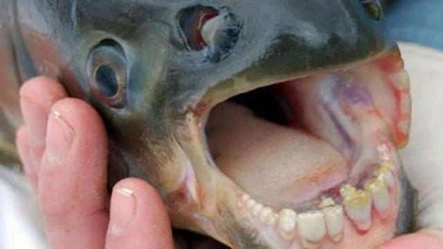 Una foto del pez capturado por el pescador