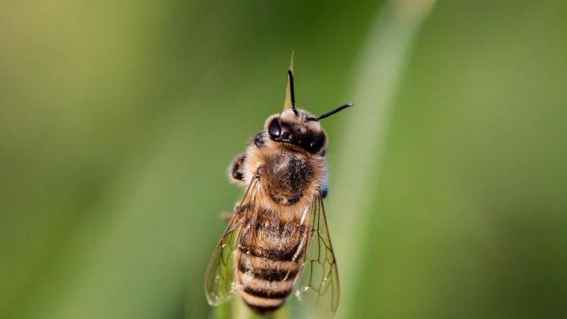 Una abeja como la que provocó la muerte al ciclista / PIXABAY