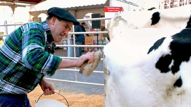 Un ganadero lácteo limpia una vaca lechera / EFE
