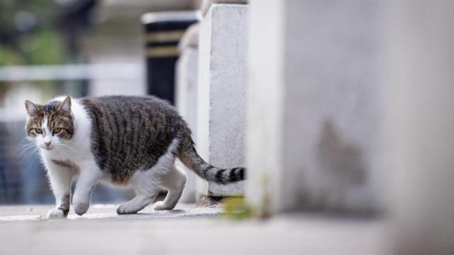 Los gatos se contagian de coronavirus pero no lo transmiten a los humanos / EP