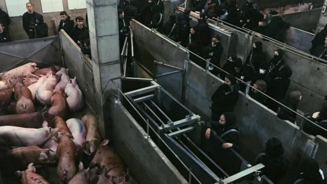 Riesgo sanitario de los asaltos de animalistas a granjas