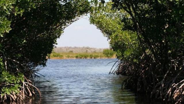 Imagen de archivo de un pantano / CG