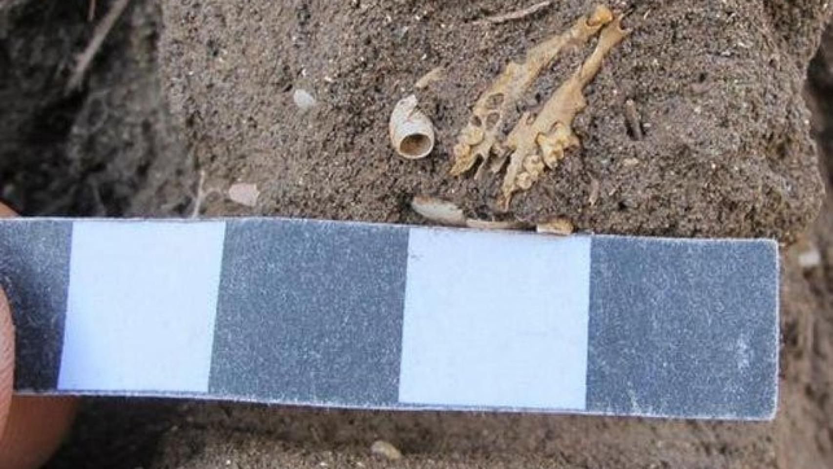 Restos de huesos antiguos de ratones domésticos hallados en Madeira