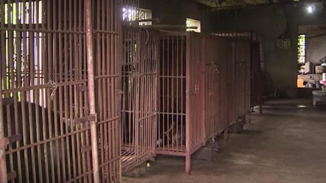 Una foto de archivo de una jaula donde estaba la osa