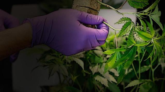 Cultivo de marihuana / EFE