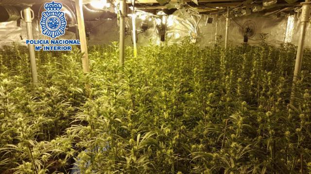 Plantación hidropónica de marihuana desmantelada en Lloret de Mar / POLICÍA NACIONAL
