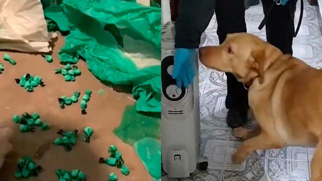 Dosis de cocaína y un perro policial durante el registro de un piso en L'Hospitalet / MOSSOS
