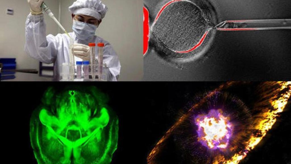De arriba a abajo y de izquierda a derecha: un científico investiga el virus H7N9, una célula madre embrionaria, el cerebro transparente de un ratón y la representación de la explosión de una supernova