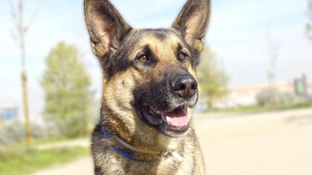 Un perro pastor alemán / EP