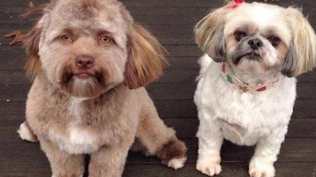 Una foto del perro con cara de humano